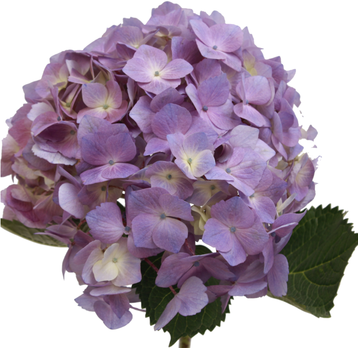 Hydrangea Light Lavender - Lavender Hydrangea (700x700), Png Download