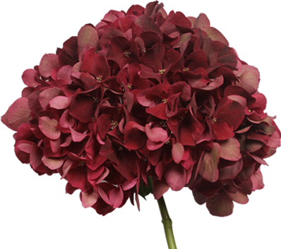 Holland Hydrangea Products - Holland Hydrangea (398x353), Png Download