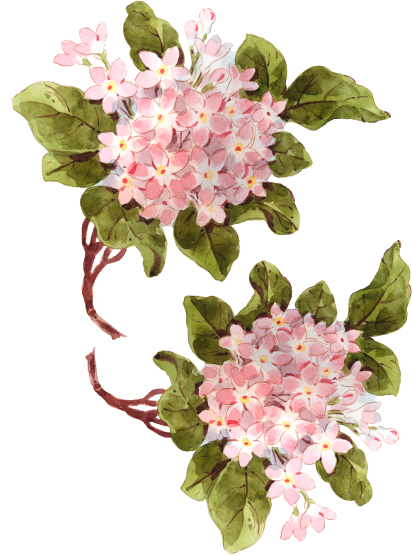 Hydrangea Printable Tcl - Hydrangea Png (600x850), Png Download