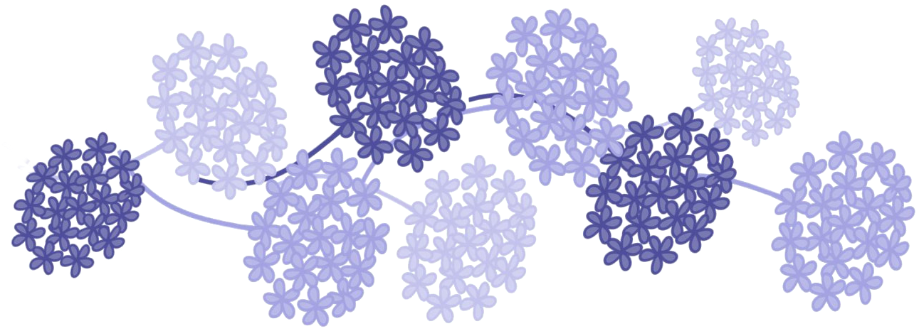 Haruka Thought That If He Saw Makoto Every Day, Everything - Hydrangea Flowers Png (1308x476), Png Download