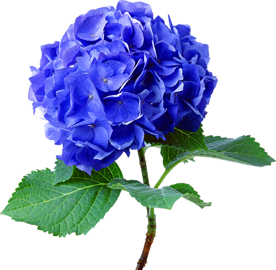 Hydrangea Flower Real Blue Green Cute Beautiful Freeto - Hydrangea Png (960x938), Png Download
