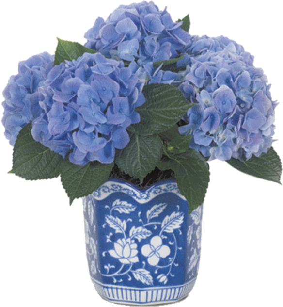 Tubes Flowers Page Dreamlands - Hydrangea (600x647), Png Download