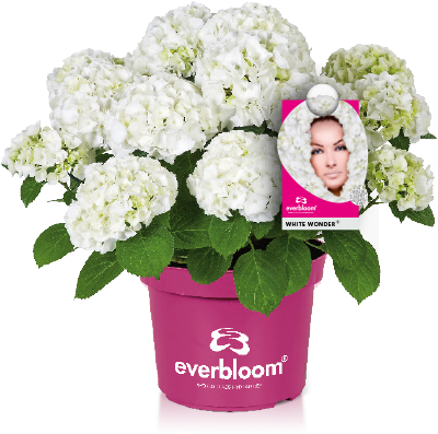 Reliable Flowering Even After Late Frosts Or Wrong - Everbloom Hortensie (424x424), Png Download