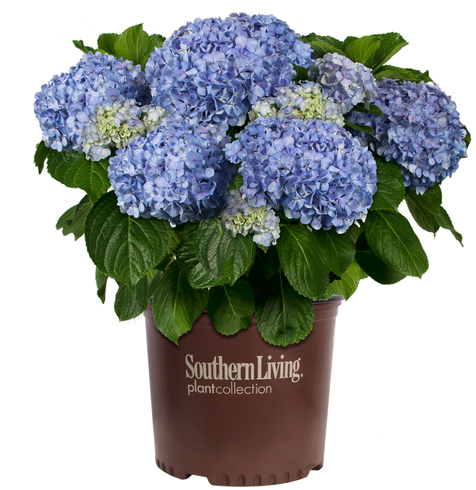 Big Daddy Hydrangea In Branded Pot - Hydrangea (500x569), Png Download