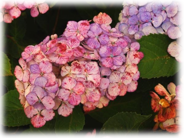 Hydrangea "preziosa" - Hydrangea Preziosa (600x451), Png Download