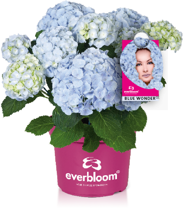 Reliable Flowering Even After Late Frosts Or Wrong - Hydrangea Everbloom Blue Wonder (424x424), Png Download