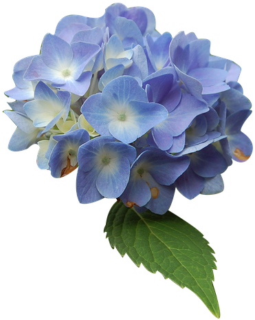 Canvas Print Blue Isolated Form Hydrangea Flower Stretched - Blue Hydrangea Flower (960x638), Png Download
