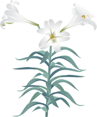 17 Easter Lily Vector Images - Easter Lily (333x400), Png Download