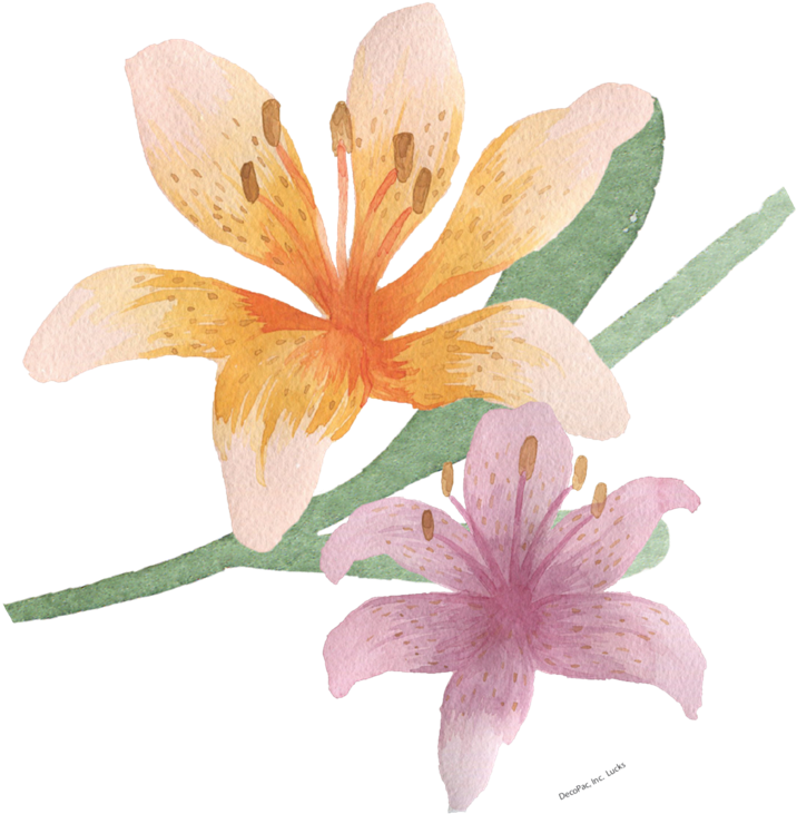 Watercolour Easter Lily - Tiger Lily (800x800), Png Download