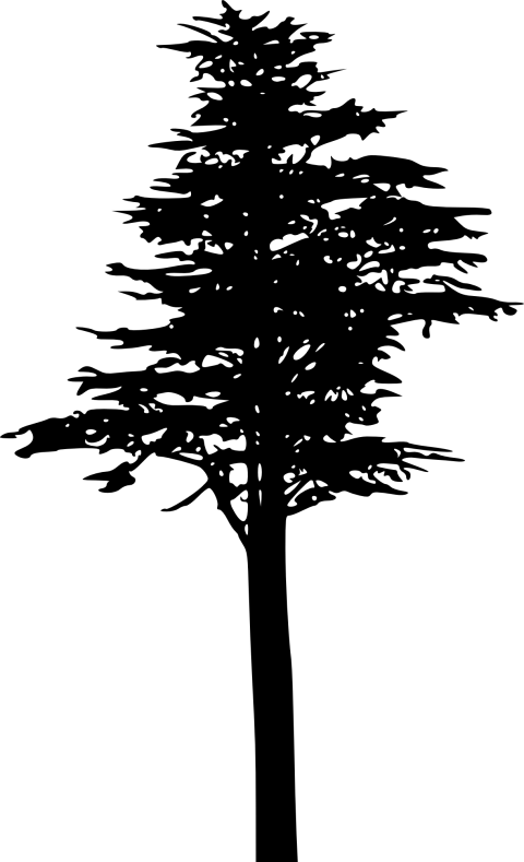 Free Png Pine Tree Silhouette Png Images Transparent - Pine (480x789), Png Download