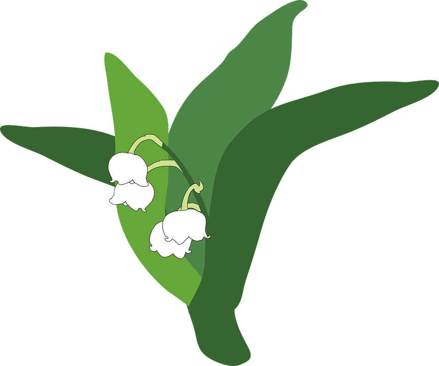 Lily Of The Valley Clipart Transparent - Lirio Do Vale Png (864x720), Png Download