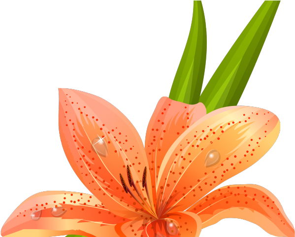 Lily Clipart Lilium - Tiger Lily Clip Art (640x480), Png Download