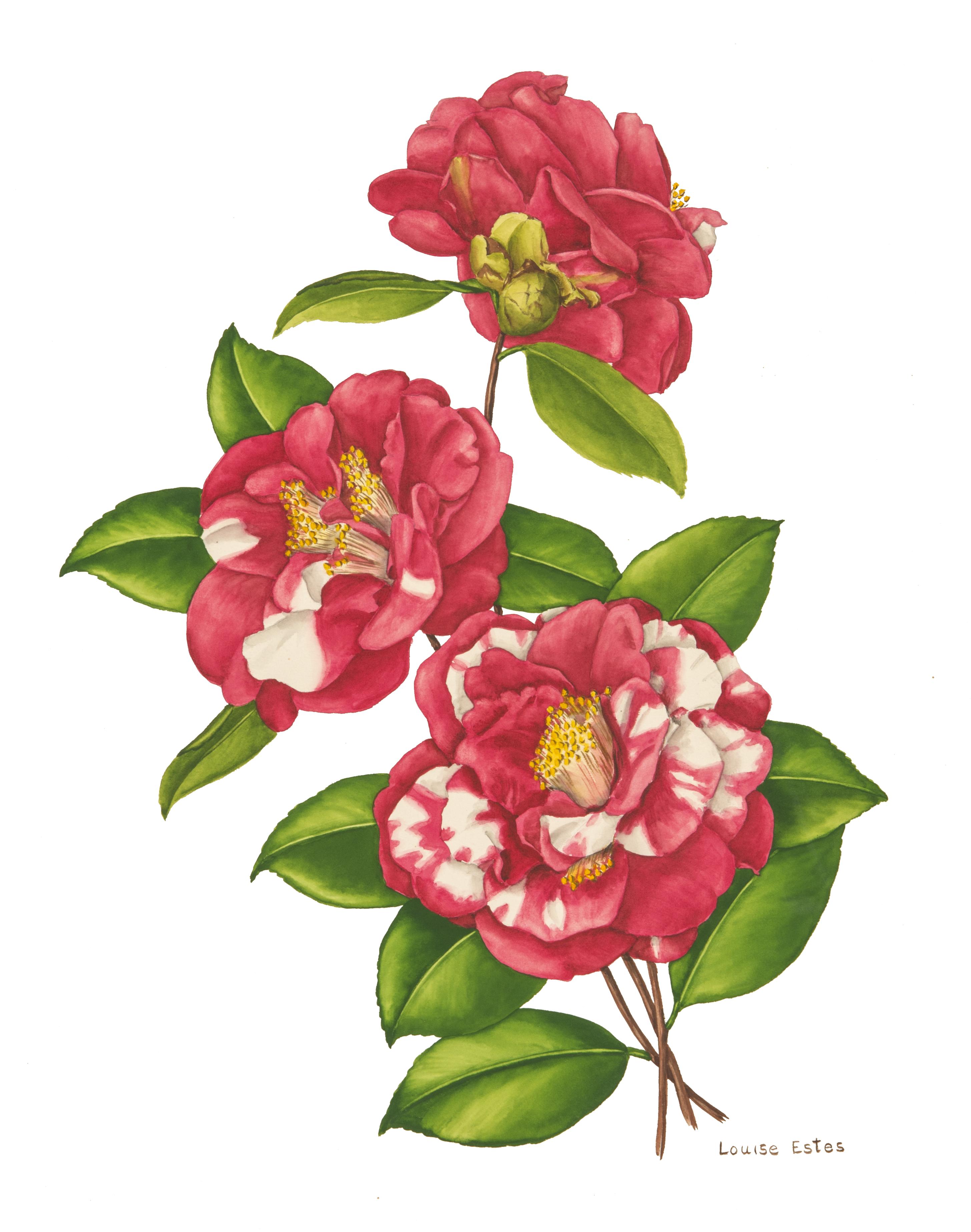 Camellias Painted By Louise Estes - Floral Camellia Border (2912x3829), Png Download