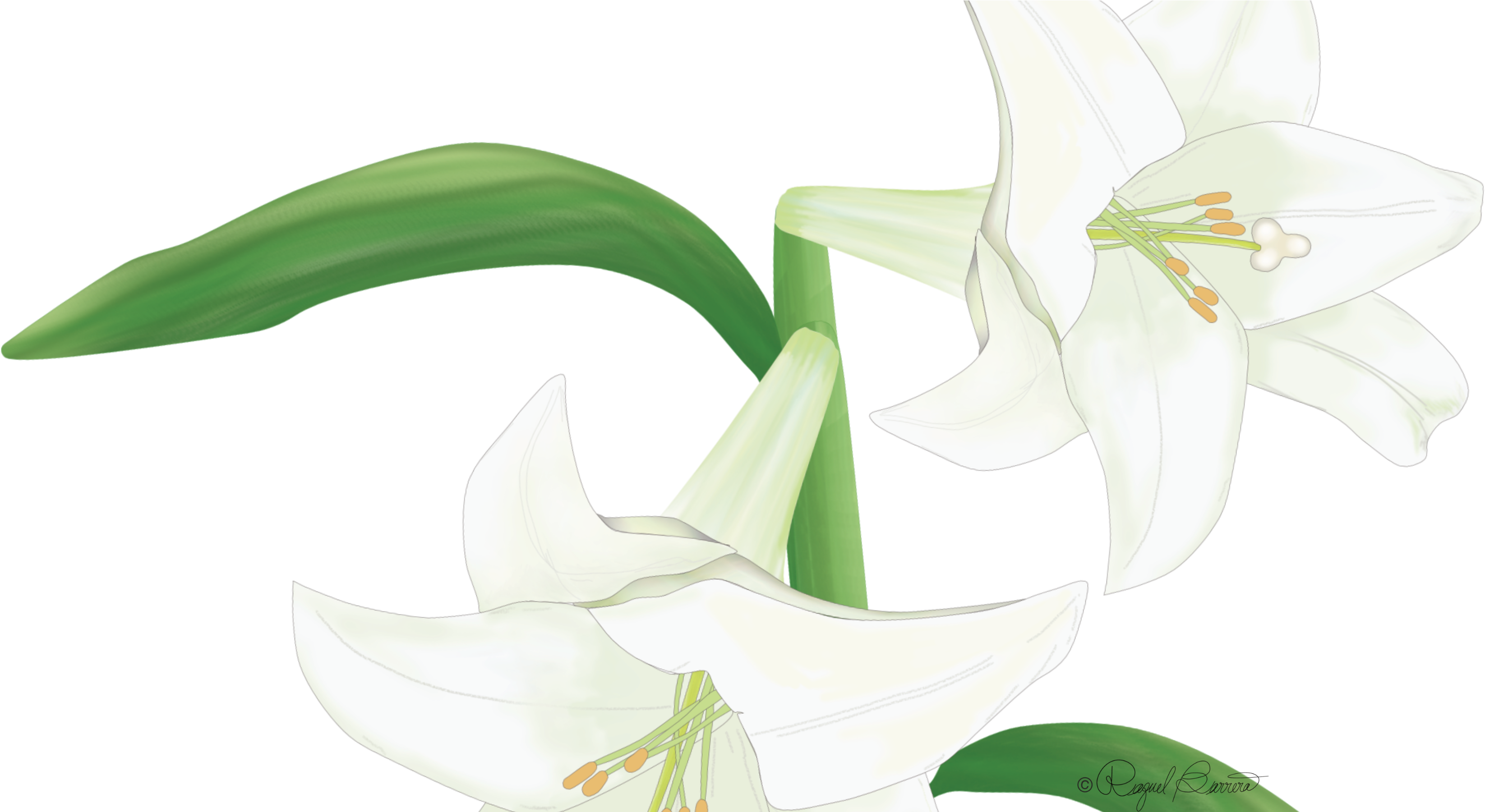 Meditate On The Cross - Lily (4800x1800), Png Download