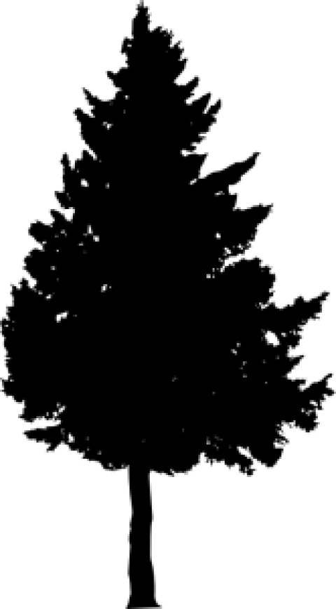 Free Png Pine Tree Silhouette Png Images Transparent - Portable Network Graphics (480x868), Png Download