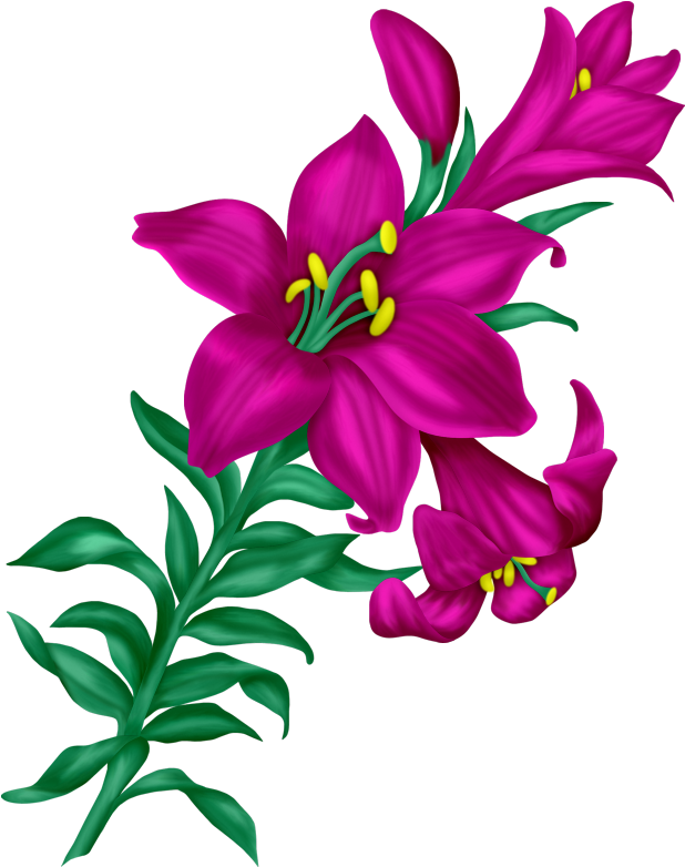Фото, Автор I - Beauty Flowers Images Png (636x800), Png Download