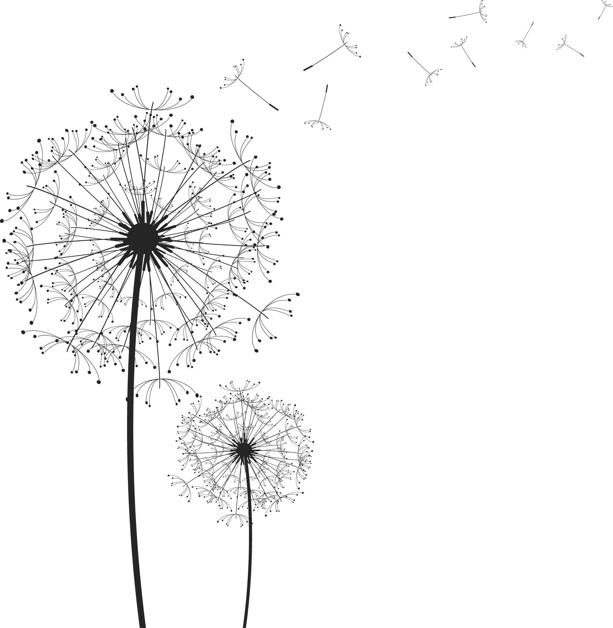 Dandelion Png (1955x2000), Png Download