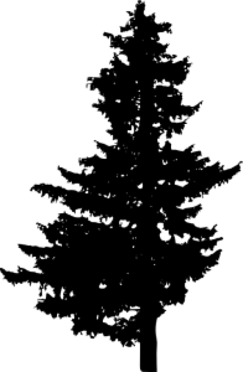 Pine Tree Silhouette Png Images Toppng - Pine Vector Png Free (480x735), Png Download