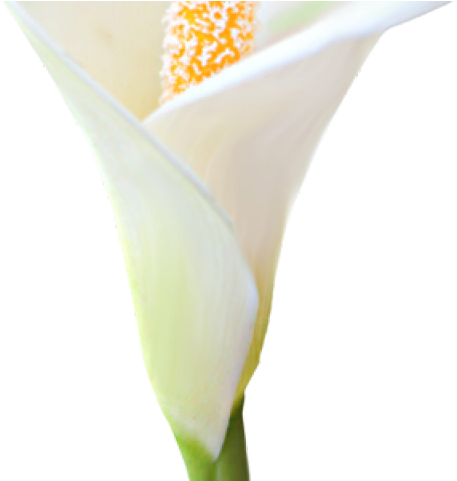 Lily Clipart Arum Lily - Giant White Arum Lily (640x480), Png Download