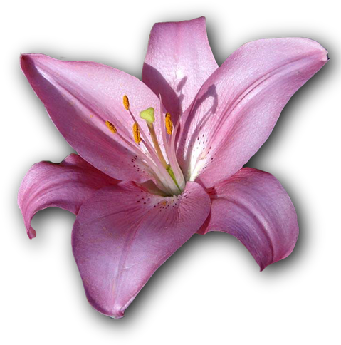 Lily, Flower, Isolated, Png, Violet - Lily (540x720), Png Download