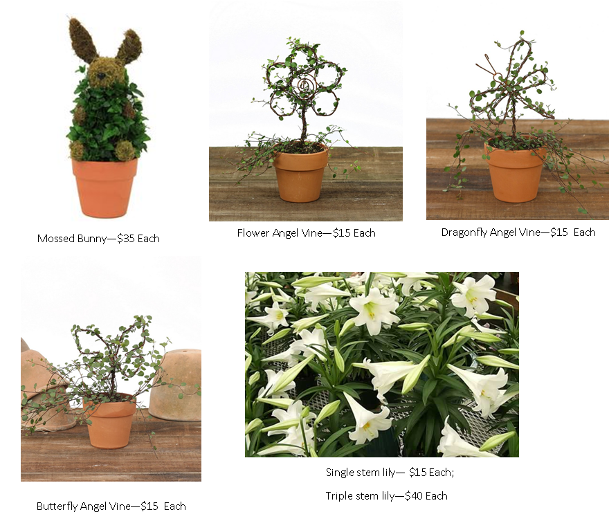 Easter Lily Pictures - Houseplant (879x746), Png Download