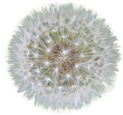 Free Png Dandelion Png Images Transparent - Png Dandelion (480x480), Png Download