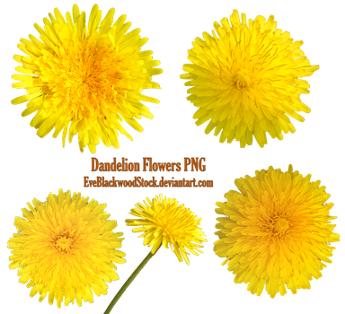 Dandelions Png By Eveblackwoodstock - Portable Network Graphics (384x350), Png Download
