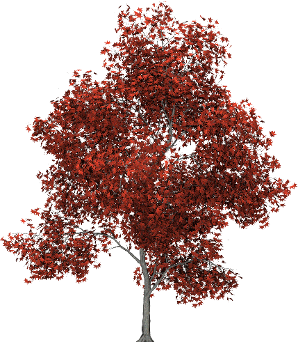Autumn Tree Png Download - Red Leaf Tree Png (429x491), Png Download