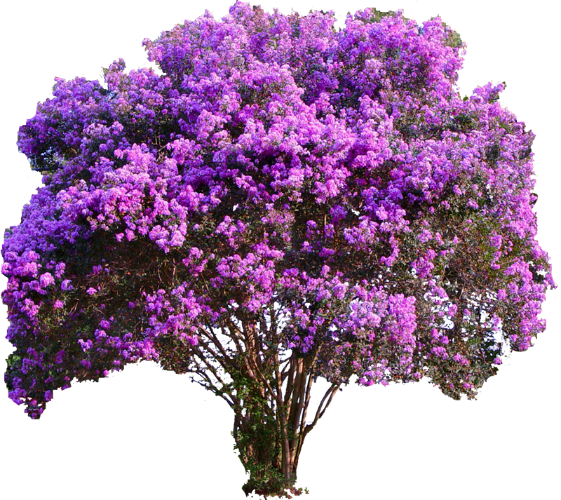Arvore Flor - Purple Crepe Myrtle (400x357), Png Download