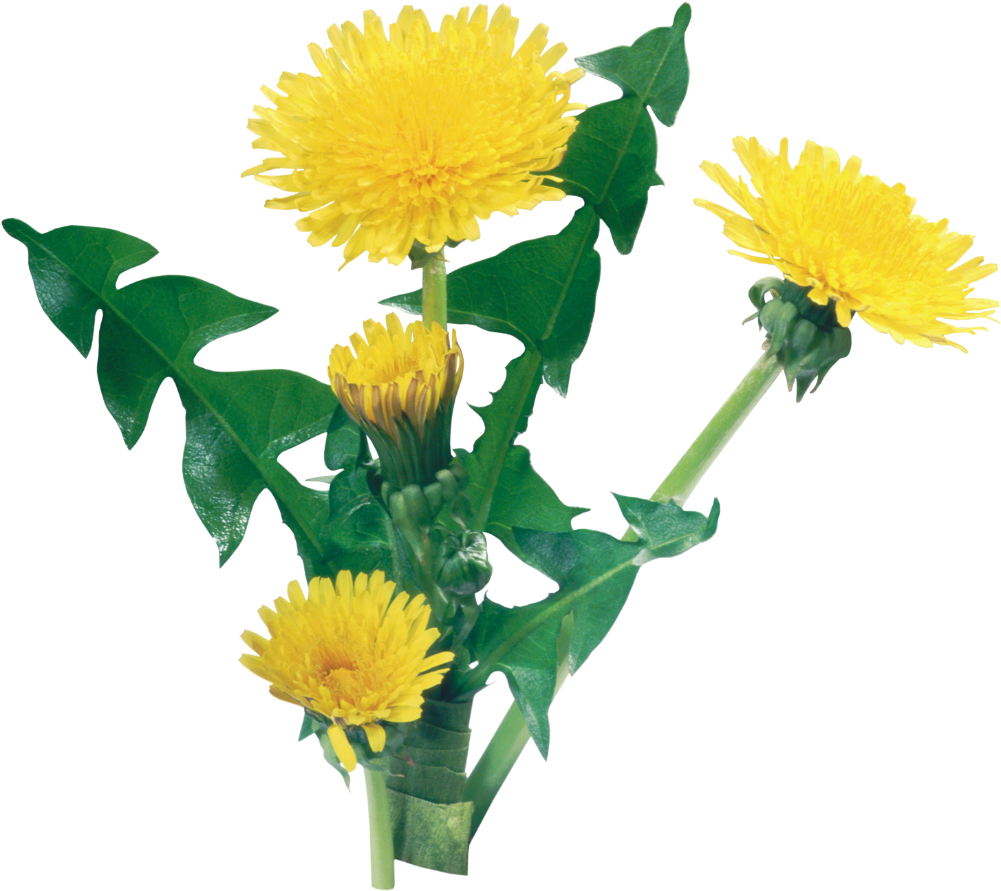 Dandelion Clipart Zentangle - Клипарт Одуванчик На Прозрачном Фоне (1535x1374), Png Download