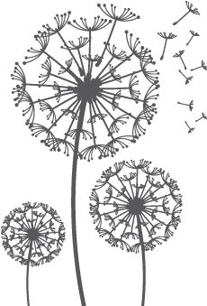 Wall Sticker Adesivo Soffioni (438x338), Png Download