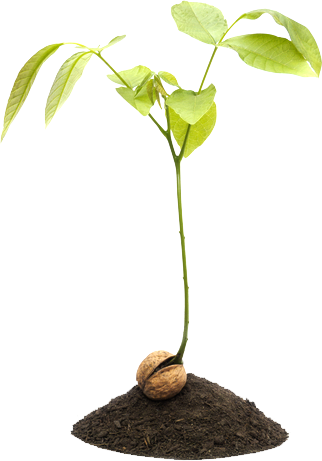 Walnut Sprout (322x461), Png Download