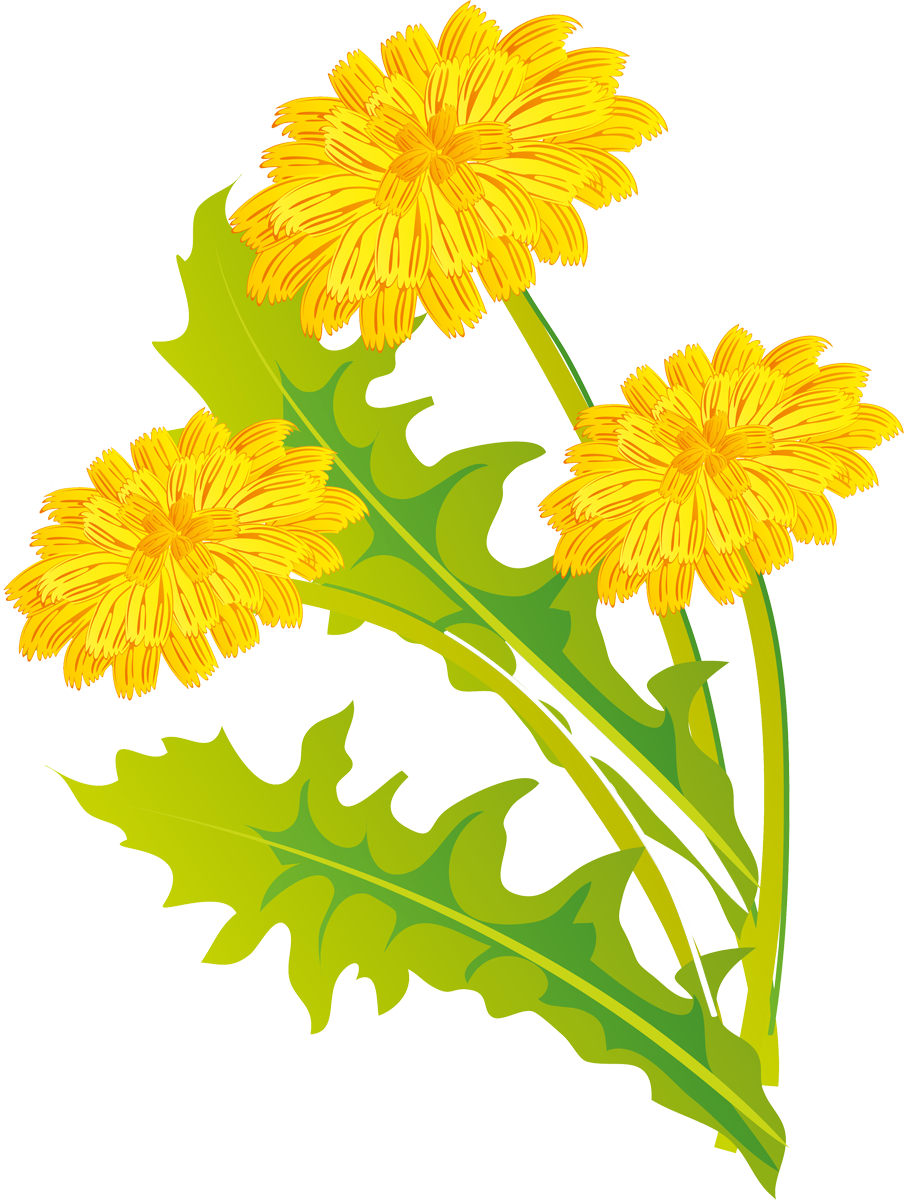 Common Dandelion (904x1200), Png Download