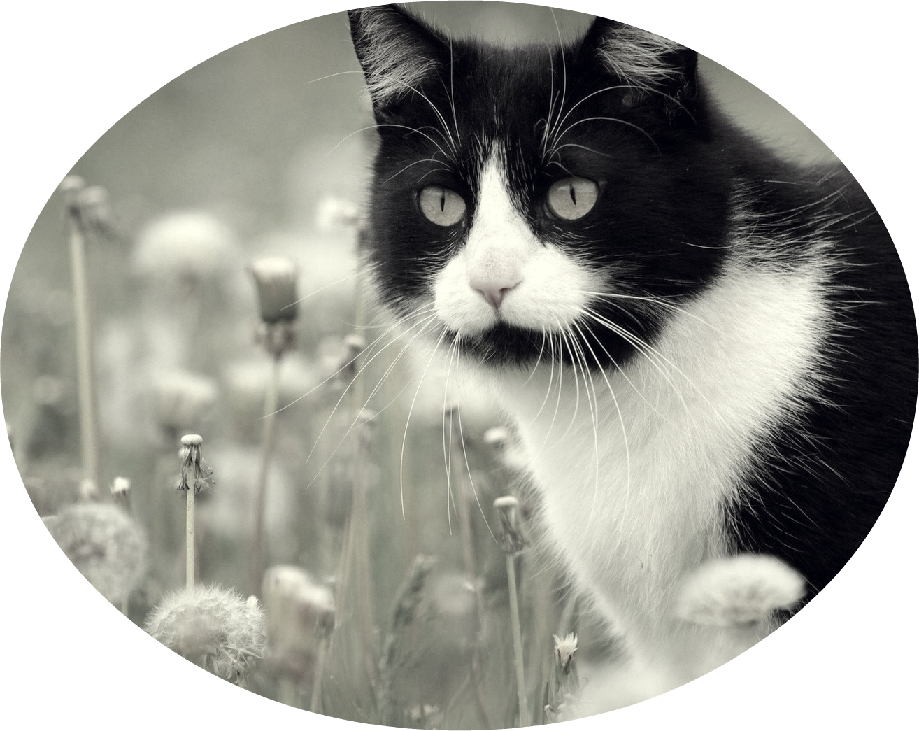 Animals Cats Cat In Dandelions 042195 - Hermosos Gatos (1314x1045), Png Download