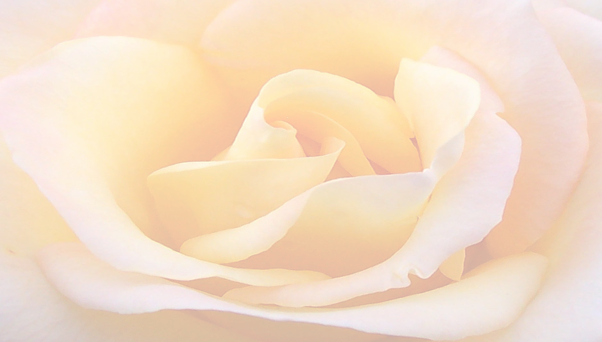 Yellow Rose Background Webcheryl Senko2017 07 17t19 - Doublesight Ds-307w - 30" Ips Lcd Monitor (1926x1096), Png Download