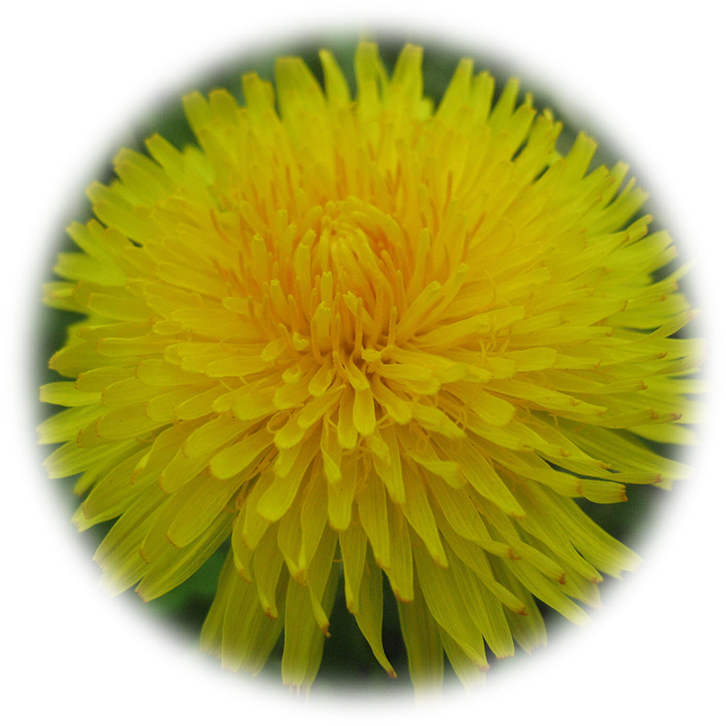 Go To Image - Dandelion (833x833), Png Download