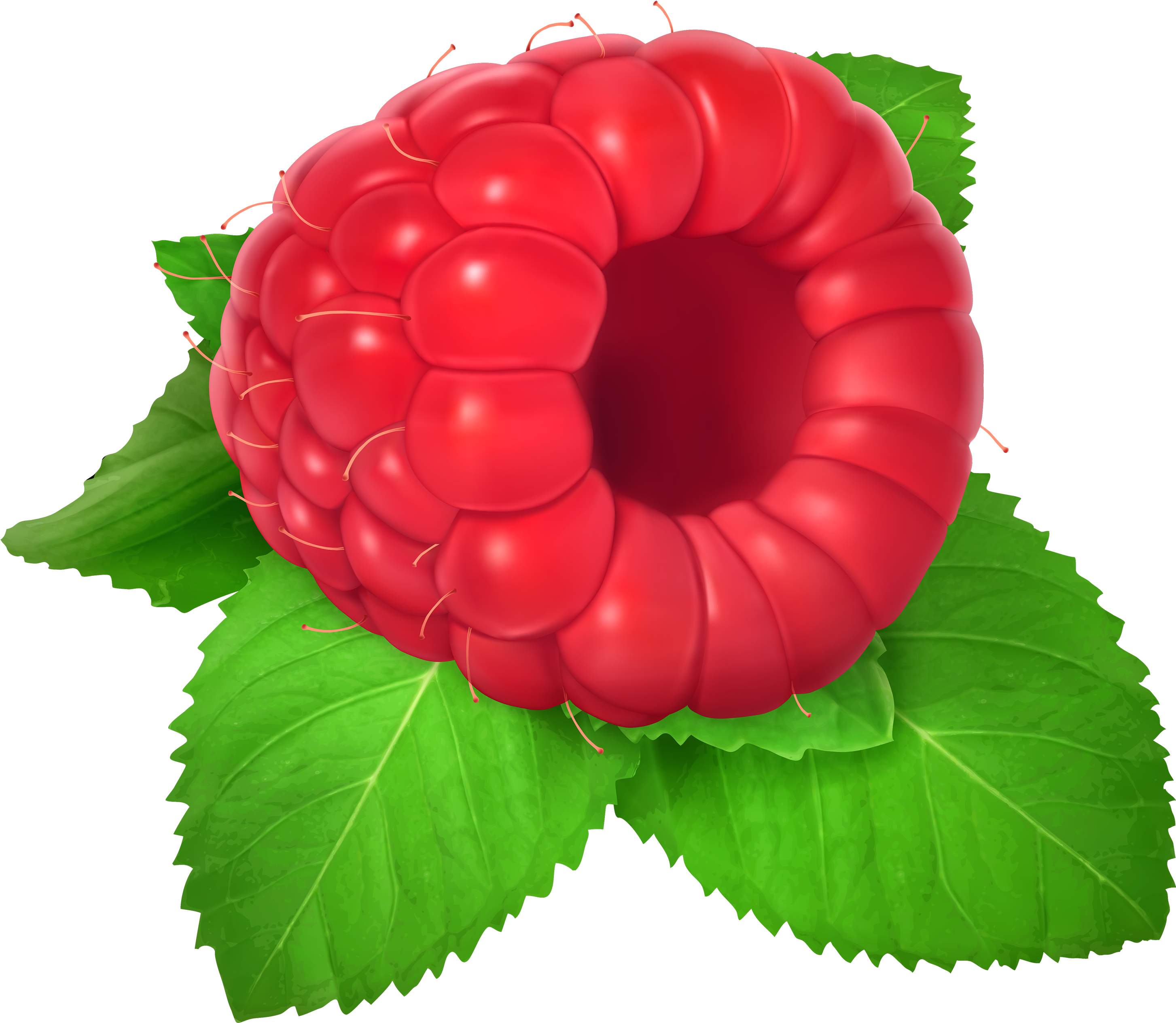 Fruits Clipart Raspberry - Raspberry Clipart (3000x2647), Png Download