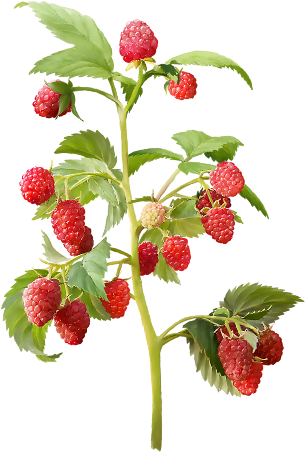 Яндекс - Фотки - Strawberry Plant Png (823x1024), Png Download