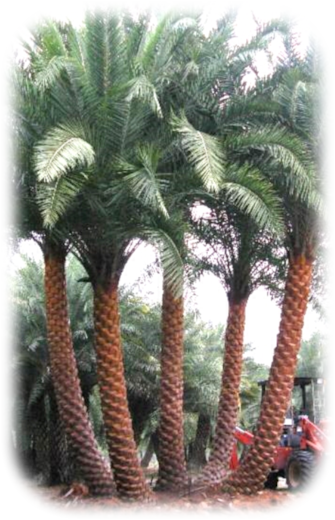 Tampa (335x520), Png Download