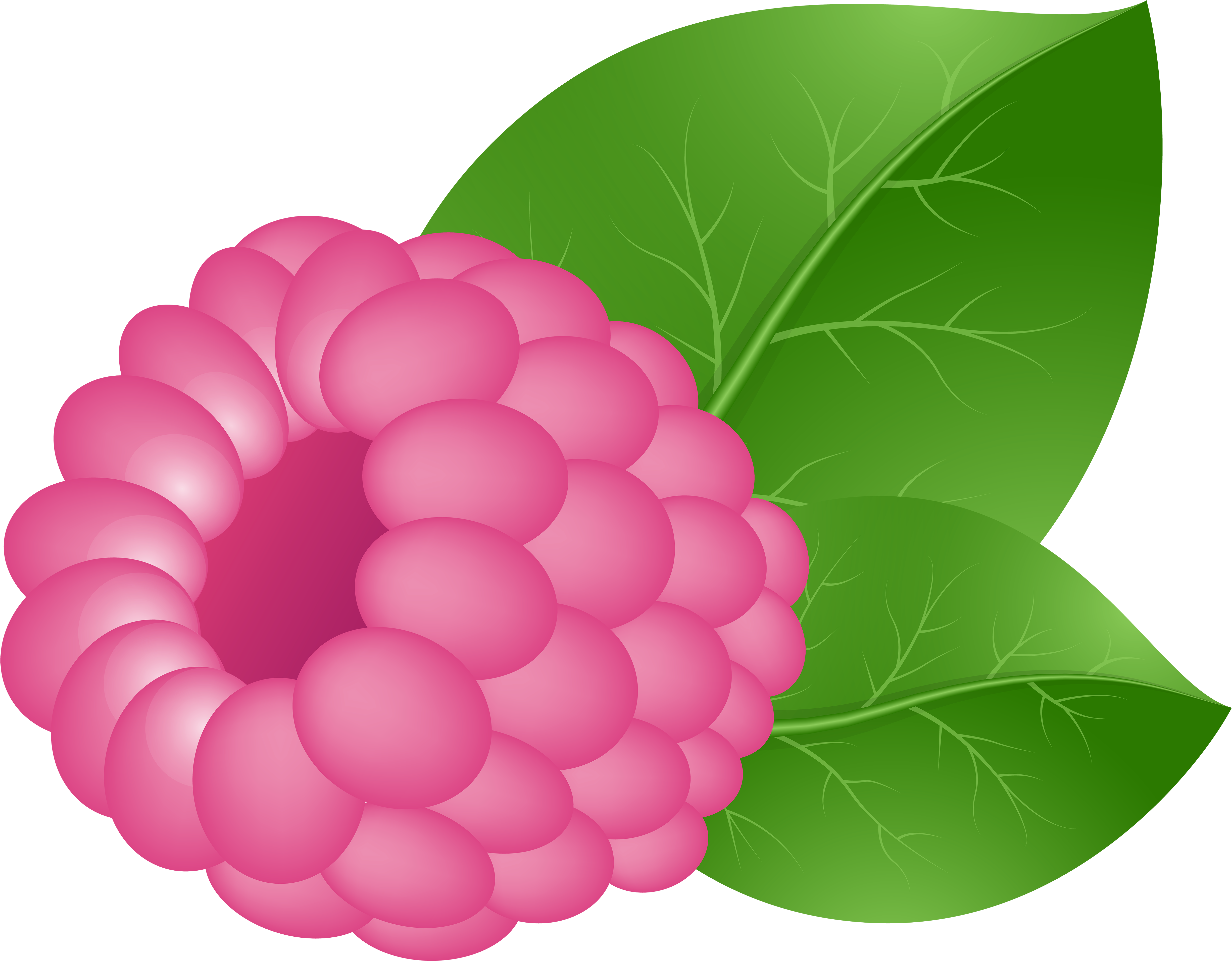 Raspberry Clipart Transparent (5000x3902), Png Download