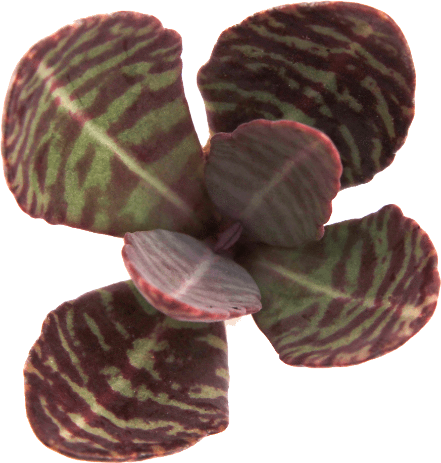 Kalanchoe Humilis 'desert Surprise' - Kalanchoe Humilis (1024x1024), Png Download