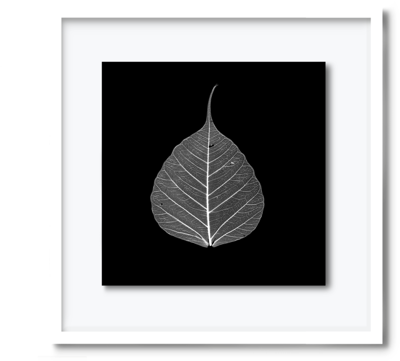 59 - Dav#pearce-leaf (1000x800), Png Download