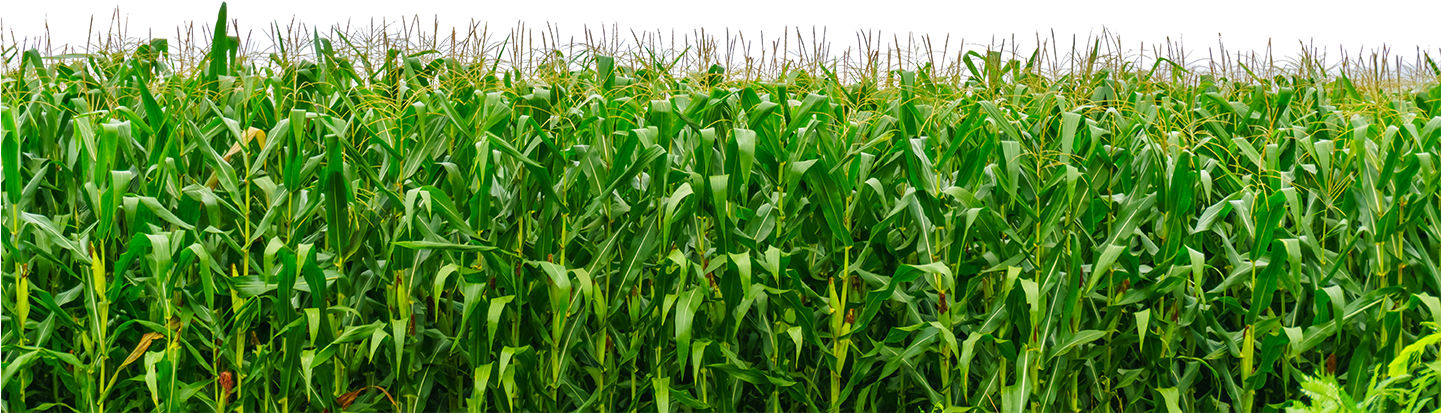 Is To Believe In Tomorrow - Grass Png For Picsart (1440x435), Png Download