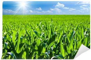 Maize (400x400), Png Download