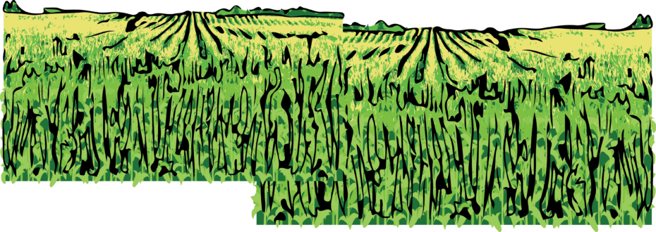 Cornfield - Nebraska (930x330), Png Download