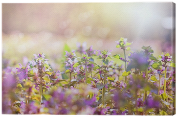 Purple Meadow Flowers Bathed In Sunlight - Flower (400x400), Png Download