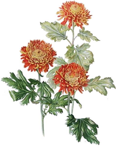 Clip Art Library Xd Grandiflorum Watercolor Painting - Chrysanthemum Botanical Illustration (510x681), Png Download