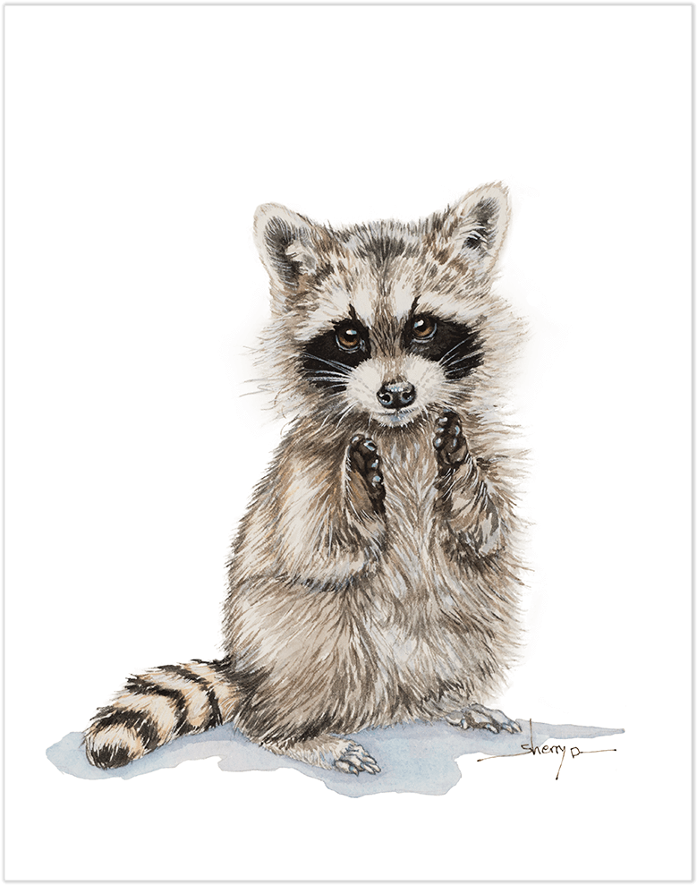Baby Raccoon Wall Art - Baby Raccoon Sketch (1000x1000), Png Download