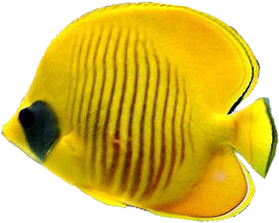 Tropical Fish Png - Exotic Png Fish (434x392), Png Download