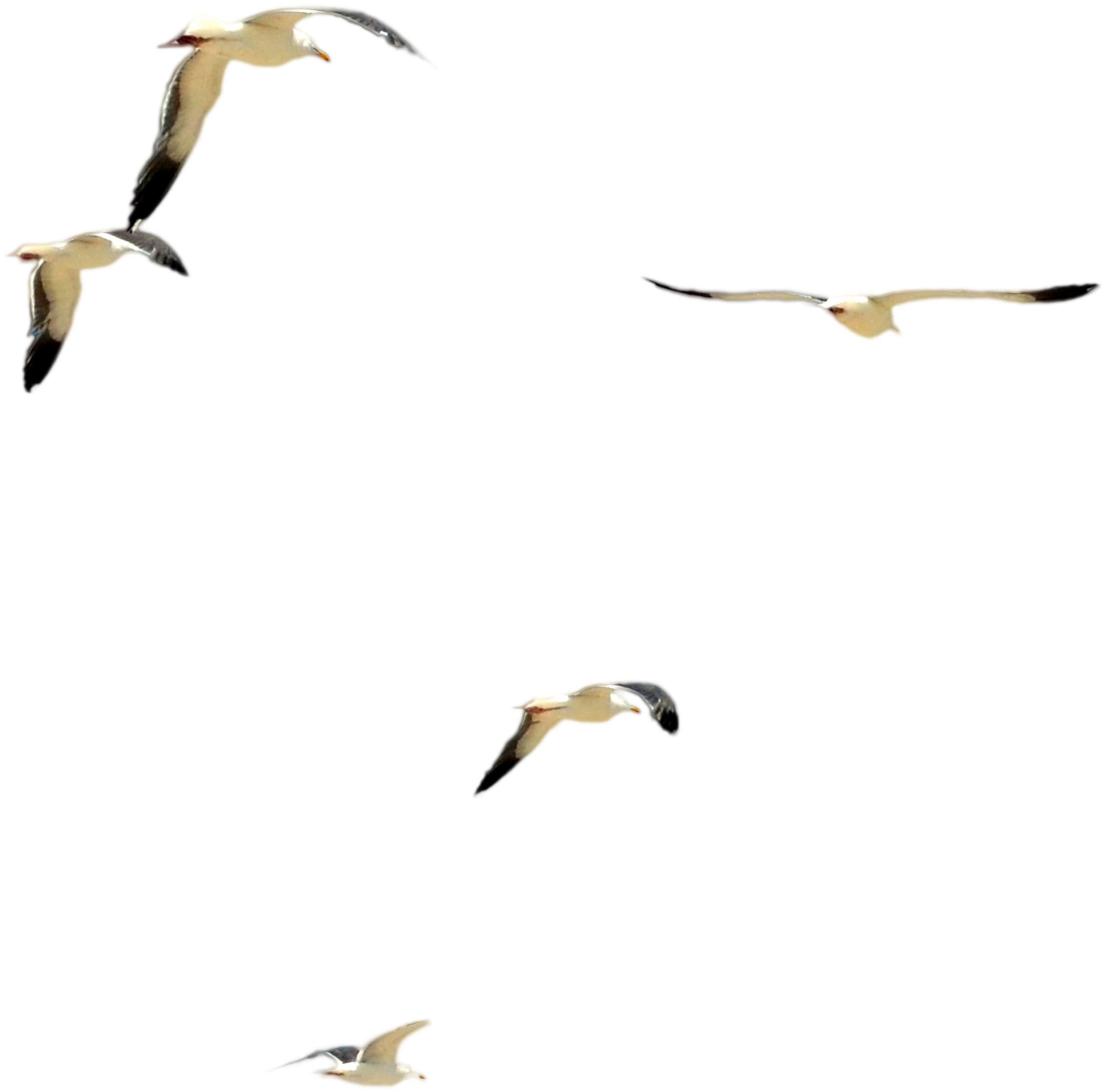Dsc 0085 Flock Of Beach Birds Psd File By Annamae22 - Flock Of Birds Psd (4280x3001), Png Download